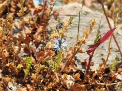 Nigella damascena, photographed by Yann Kemper