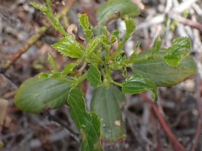 Ceanothus velutinus, photographed by Shane Johnson
