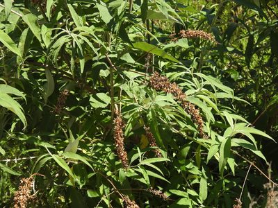 Buddleja davidii, photographed by Yann Kemper