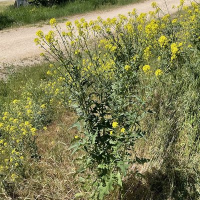Sisymbrium loeselii, photographed by Daryl Nolan