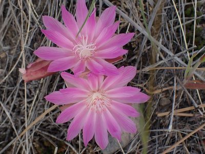 Lewisia rediviva, photographed by Shane Johnson