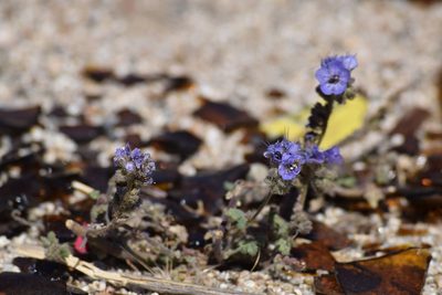 Phacelia distans, photographed by velodrome