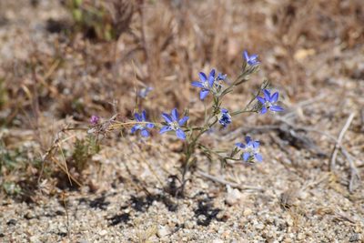 Eriastrum sapphirinum, photographed by velodrome