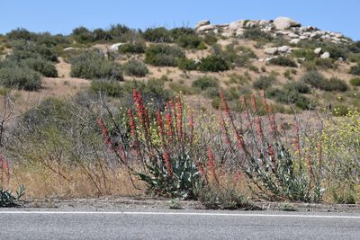 Penstemon centranthifolius, photographed by velodrome