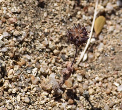 Salvia columbariae, photographed by velodrome