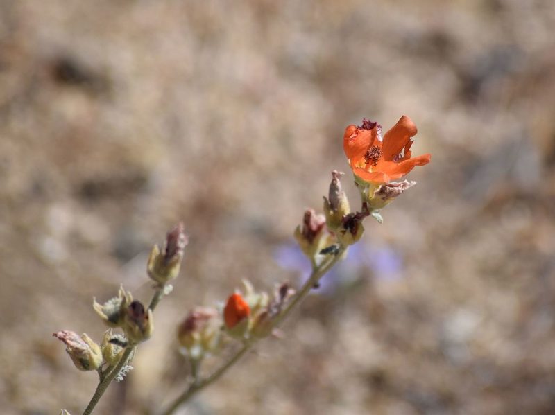 Sphaeralcea ambigua, photographed by velodrome