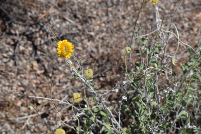 Encelia actoni, photographed by velodrome