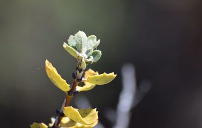 Ceanothus pauciflorus