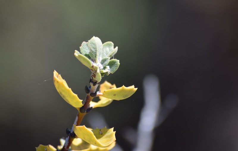 Ceanothus pauciflorus, photographed by velodrome