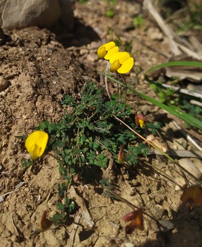 Lotus tetraphyllus, photographed by carnifex