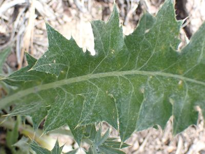 Onopordum acanthium, photographed by Shane Johnson