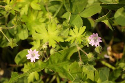 Geranium molle, photographed by Stephen James McWilliam