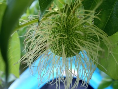 Maclura pomifera, photographed by Anna Hess