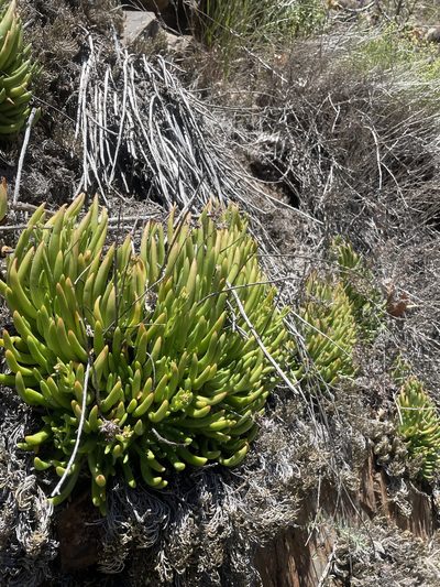 Dudleya viscida, photographed by Mike Butler