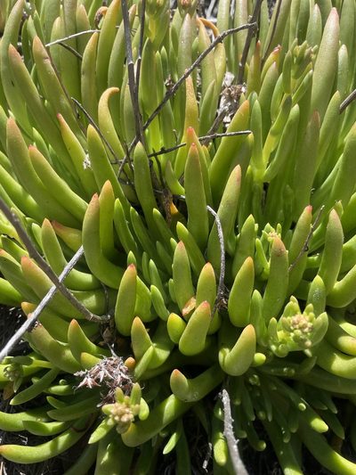 Dudleya viscida, photographed by Mike Butler