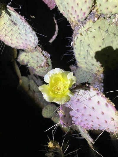 Opuntia gosseliniana, photographed by Enrique Martínez Núñez