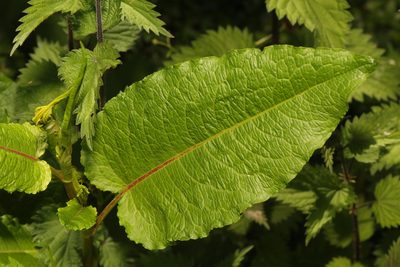 Rumex obtusifolius, photographed by Stephen James McWilliam