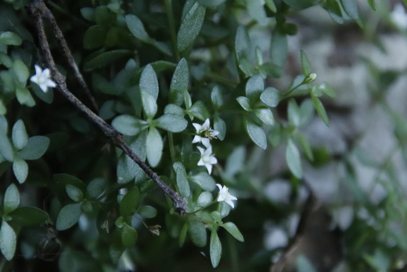 Crassula expansa, photographed by Tony Rebelo