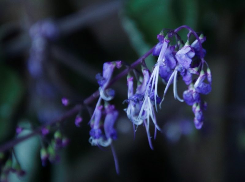 Plectranthus fruticosus, photographed by Tony Rebelo