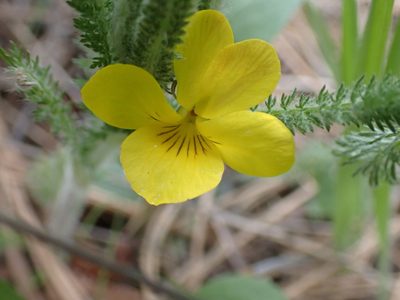 Viola vallicola, photographed by Shane Johnson