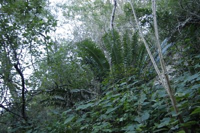 Encephalartos natalensis, photographed by Tony Rebelo