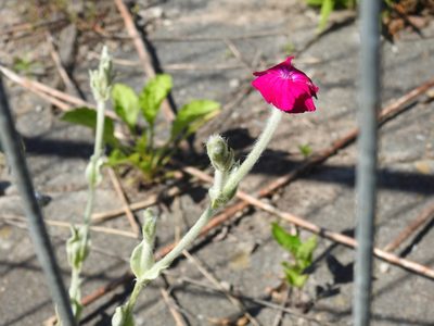 Silene coronaria, photographed by Yann Kemper