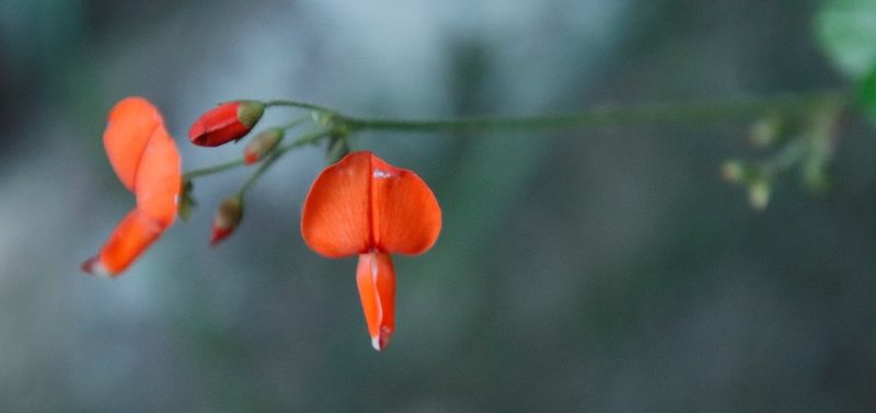 Hylodesmum repandum, photographed by Tony Rebelo
