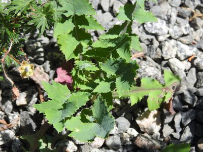 Sonchus oleraceus, photographed by Yann Kemper
