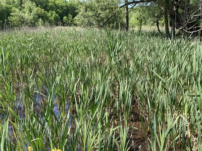 Typha latifolia, photographed by Caleb Catto