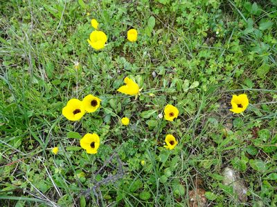 Ranunculus asiaticus, photographed by Grzegorz Grzejszczak