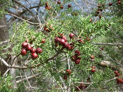 Juniperus turbinata, photographed by Grzegorz Grzejszczak