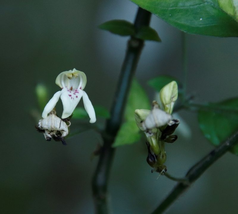 Justicia campylostemon, photographed by Tony Rebelo