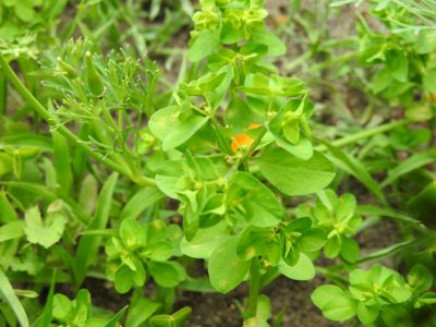 Euphorbia peplus, photographed by Yann Kemper