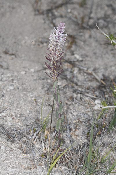 Thelypodium crispum, photographed by Trevor Van Loon