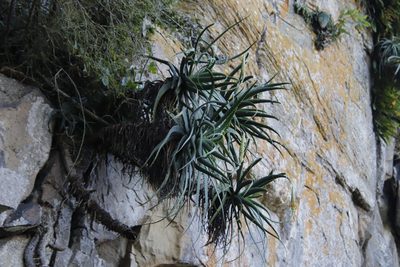 Aloe arborescens, photographed by Tony Rebelo