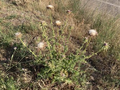 Silybum marianum, photographed by Marc Riera