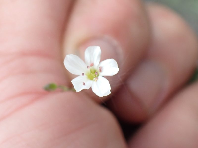 Eremogone capillaris, photographed by Shane Johnson