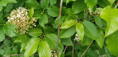 Viburnum lentago, photographed by Pat Conlin