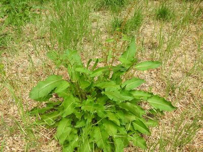 Rumex obtusifolius, photographed by Yann Kemper