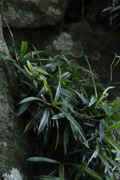 Xerophyta elegans, photographed by Tony Rebelo