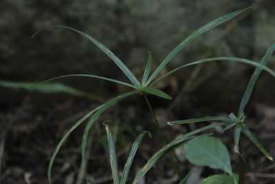 Cyperus albostriatus, photographed by Tony Rebelo
