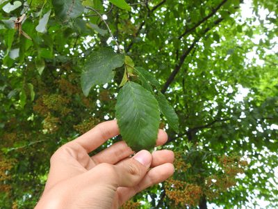 Carpinus betulus, photographed by Yann Kemper