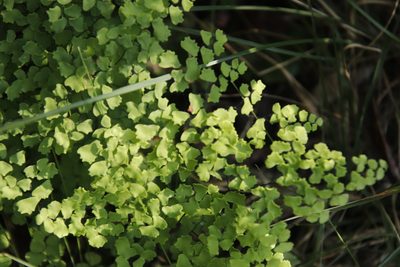 Adiantum poiretii