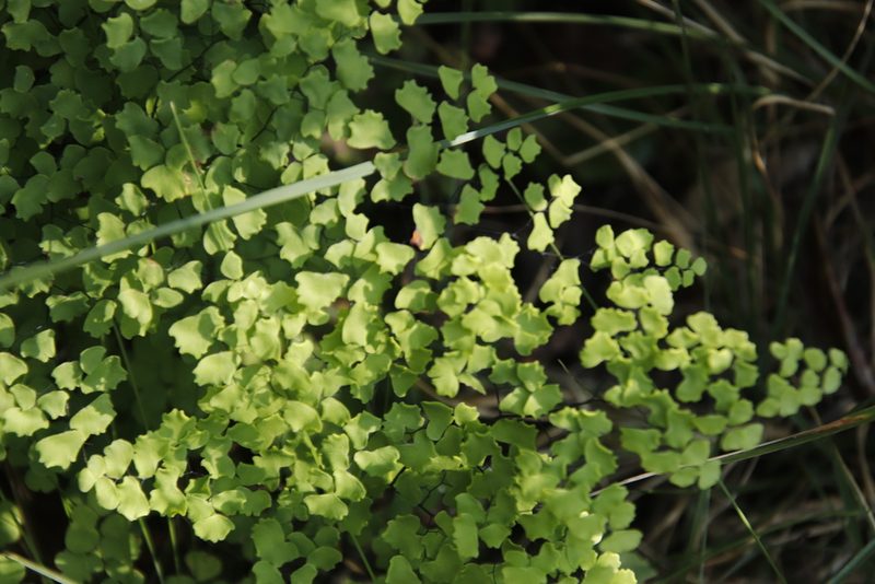 Adiantum poiretii, photographed by Tony Rebelo