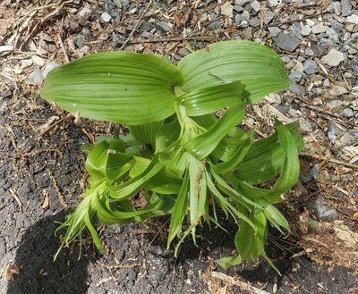 Epipactis helleborine, photographed by Ali Campbell