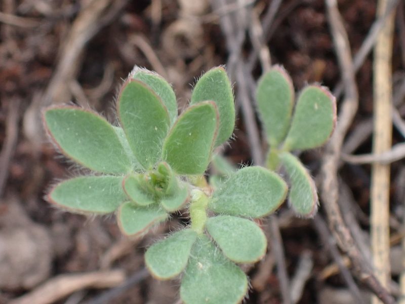 Acmispon denticulatus, photographed by Shane Johnson