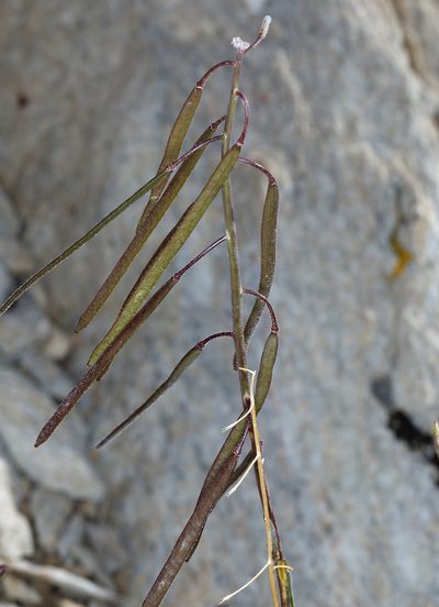Boechera xylopoda, photographed by Steve Matson