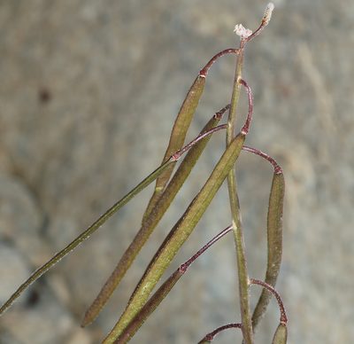 Boechera xylopoda, photographed by Steve Matson