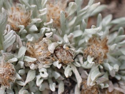 Antennaria dimorpha, photographed by Shane Johnson