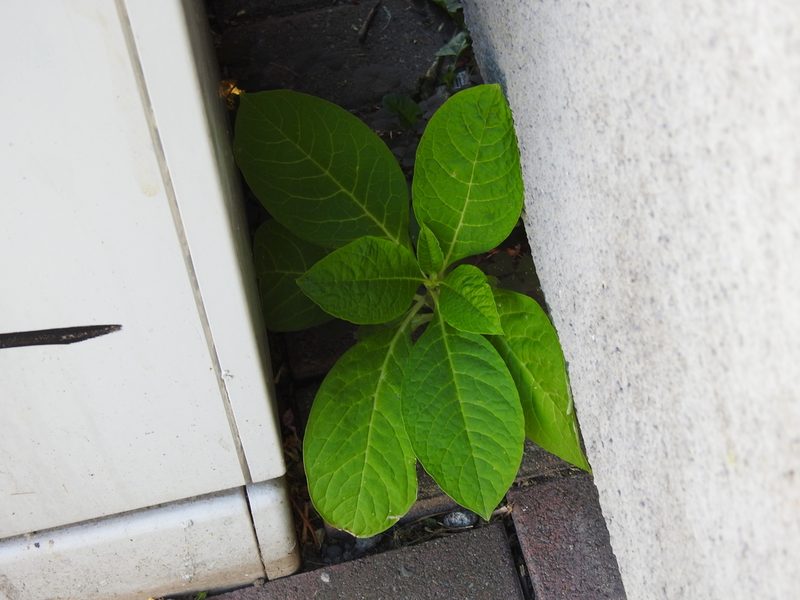 Phytolacca acinosa, photographed by Yann Kemper